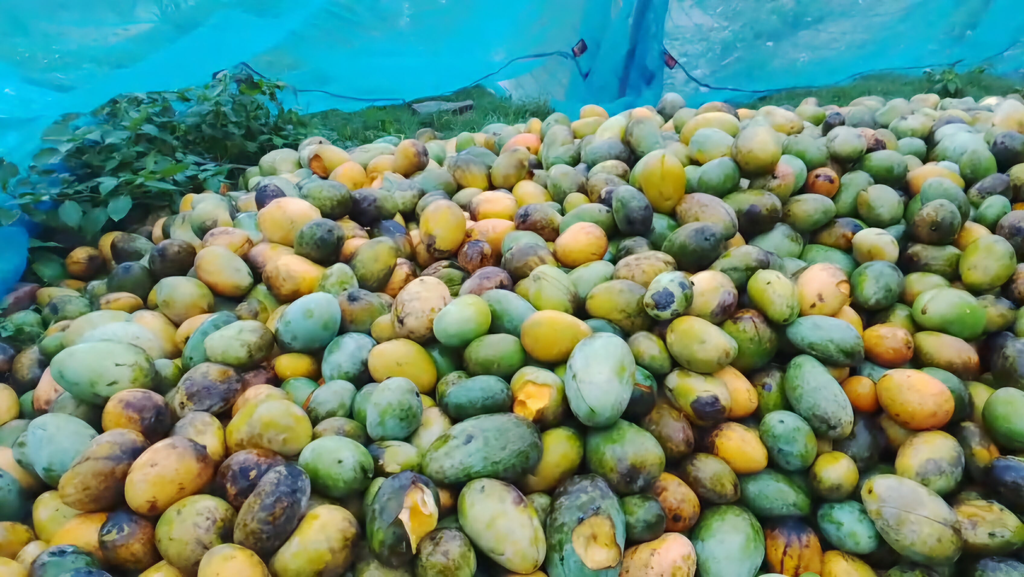 ফ্যাক্টরির জন্য সংগ্রহ করা আম/আলোকিত গৌড়