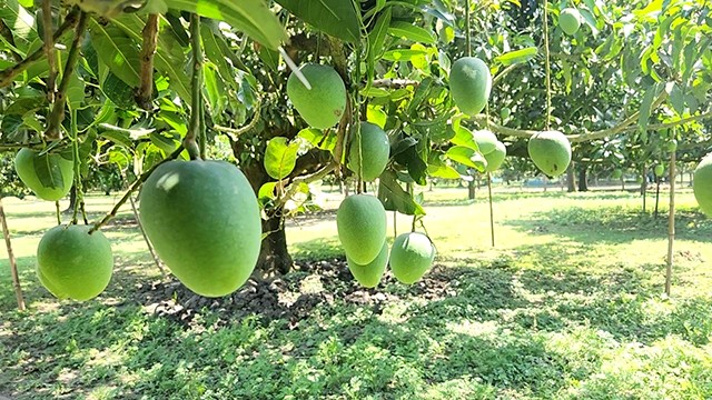 রাজশাহীর কোন আম কবে বাজারে আসবে