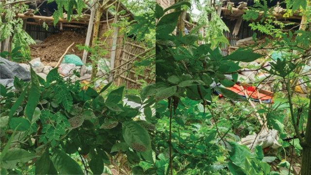 চাঁপাইনবাবগঞ্জে বসত বাড়িতে অর্ধশত ককটেল ককটেল বিস্ফোরণ
