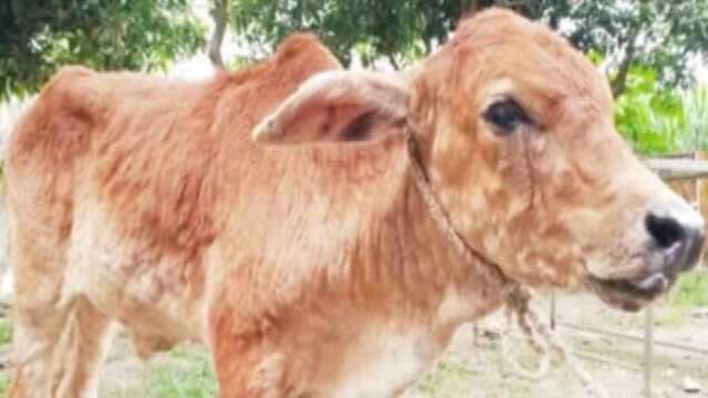 গোমস্তাপুরে গরুর ল্যাম্পি ভাইরাসে ক্ষতির মুখে খামারিরা:চাই বিনামূল্যে ভ্যাকসিন