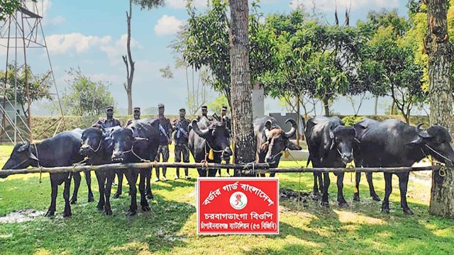 ছবি- আলোকিত গৌড়