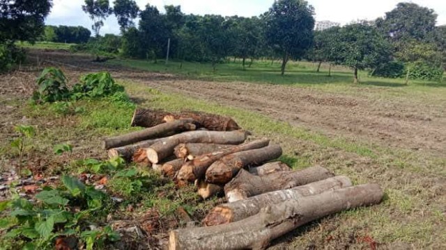 পানির দরে রাজশাহী মেডিকেল বিশ্ববিদ্যালয়ের গাছ নিল সিন্ডিকেট