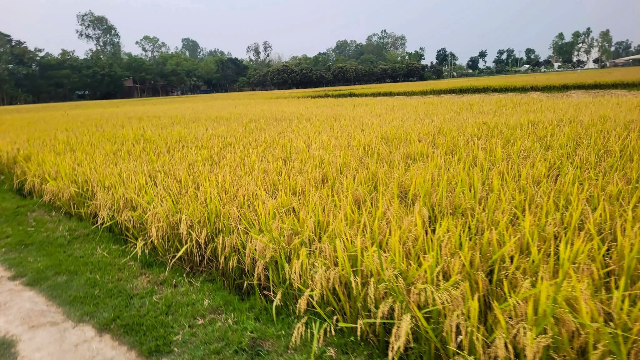 ছবি- আলোকিত গৌড়