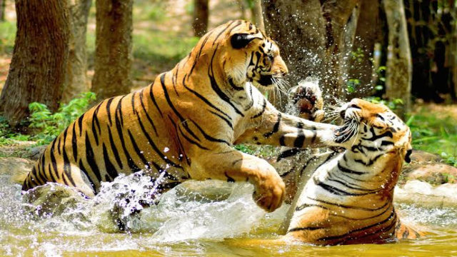 বাড়ছে সুন্দরবনের রয়েল বেঙ্গল টাইগারের সংখ্যা, সংরক্ষণে আশার আলো