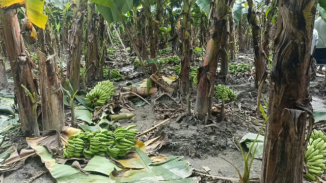 রাতের আঁধারে আড়াই হাজার কলার কাদি কেটে দিল দুর্বৃত্তরা