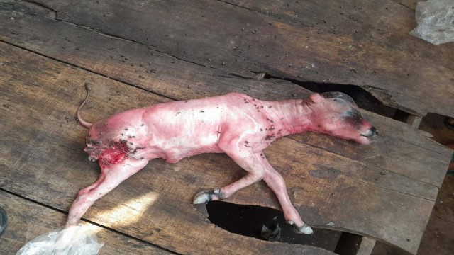 ছবিঃ আলোকিত গৌড়