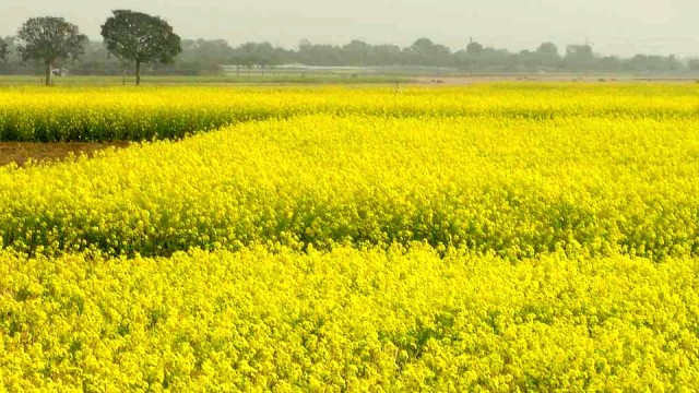 ছবিঃ আলোকিত গৌড়