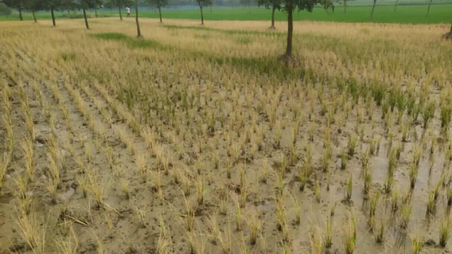 গোমস্তাপুরে পূর্ব শত্রুতার জেরে বিষাক্ত কিটনাশক প্রয়োগ করে ধান ক্ষতি করার অভিযোগ