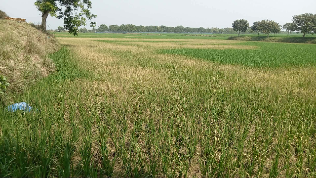 গোমস্তাপুরে বিষ প্রয়োগে কৃষকের ৫ বিঘা ইরি ধান নষ্টের অভিযোগ