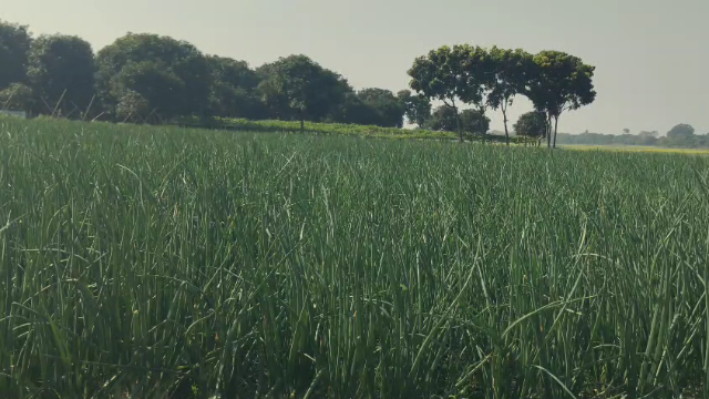 ভোলাহাটে পেঁয়াজ চাষে লাভের আসায় স্বপ্ন দেখছেন চাষীরা