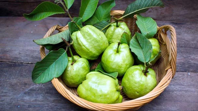 সকালে খালি পেটে পেয়ারা খাওয়া স্বাস্থ্যকর—গবেষণায় মিলল প্রমাণ