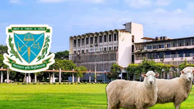 বাংলাদেশ কৃষি বিশ্ববিদ্যালয়ে গবেষণার জন্য আনা ১৪ ভেড়া চুরি