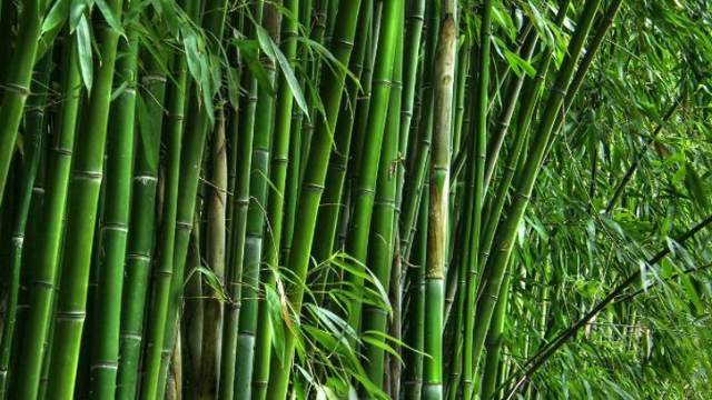 বিশ্ব বাঁশ দিবস আজ