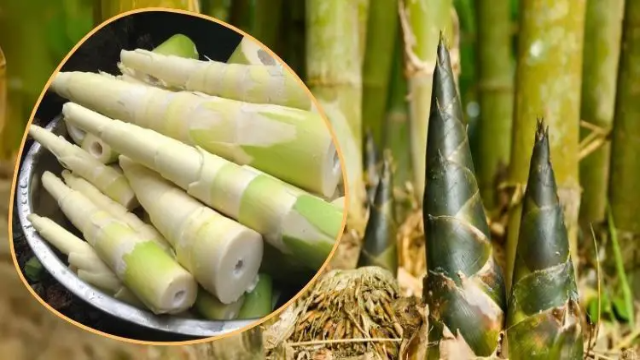 বাঁশ কেন খাবেন? কিভাবে খাবেন