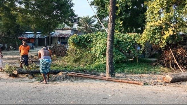 বিএনপির অফিস তৈরির জন্য সরকারি গাছ নিধন