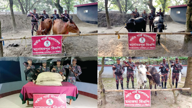 চাঁপাইনবাবগঞ্জ সীমান্তে ৫৩ বিজিবির অভিযানে গরু-মহিষ ও বিড়ির মসলা জব্দ