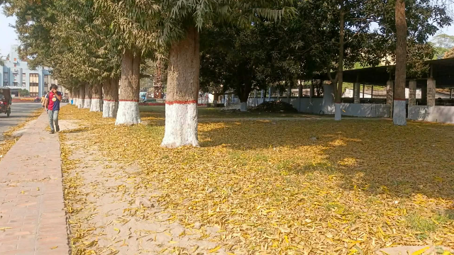 হলুদ পাতার চাদরে মোড়ানো রাবি ক্যাম্পাস, বসন্তের ছোঁয়ায় ঝরছে পাতা