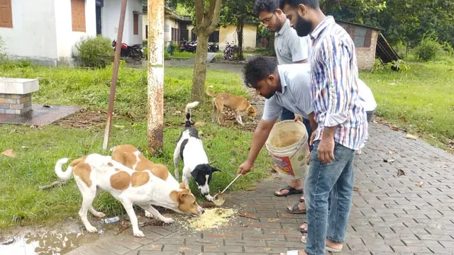 রাবি ক্যাম্পাসে ক্ষুধার্ত পশুপাখির পাশে দাঁড়ালো ছাত্রদল মনোনীত প্যানেল