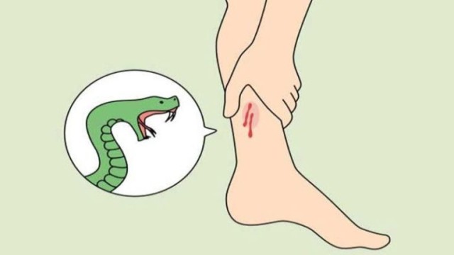 ভোলাহাটে সাপের কামড়ে দুইজনের মৃত্যু, হাসপাতালে ভর্তি একজন