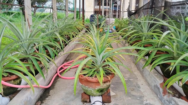 রাজশাহী বিশ্ববিদ্যালয়ের গবেষণা/ টিস্যু কালচার পদ্ধতিতে আনারসের চারা উৎপাদনে রাবি অধ্যাপকের সাফল্য